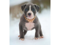 american-pit-bull-terrier-puppies-for-sale-in-chadron-ne-small-5