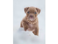 american-pit-bull-terrier-puppies-for-sale-in-chadron-ne-small-12