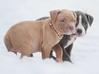 American Pit Bull Terrier Puppies for Sale in Chadron, NE