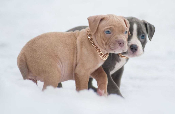 american-pit-bull-terrier-puppies-for-sale-in-chadron-ne-big-0