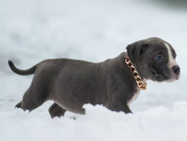 american-pit-bull-terrier-puppies-for-sale-in-chadron-ne-big-13