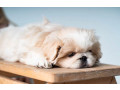 pekingese-puppies-for-sale-in-dallas-tx-small-2