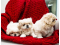 pekingese-puppies-for-sale-in-dallas-tx-small-0