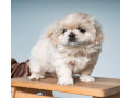 pekingese-puppies-for-sale-in-dallas-tx-small-1