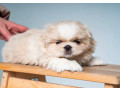 pekingese-puppies-for-sale-in-dallas-tx-small-3