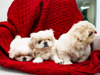 Pekingese Puppies for Sale in Dallas, TX