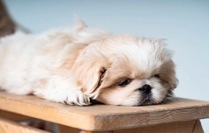 pekingese-puppies-for-sale-in-dallas-tx-big-2