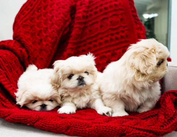 pekingese-puppies-for-sale-in-dallas-tx-big-0