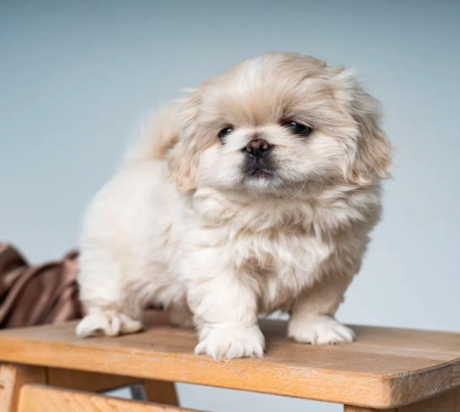 pekingese-puppies-for-sale-in-dallas-tx-big-1