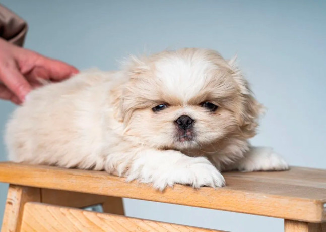 pekingese-puppies-for-sale-in-dallas-tx-big-3