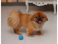 female-pekingese-puppy-for-sale-in-bronx-ny-small-0