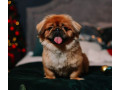 female-pekingese-puppy-for-sale-in-bronx-ny-small-1