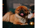 female-pekingese-puppy-for-sale-in-bronx-ny-small-2