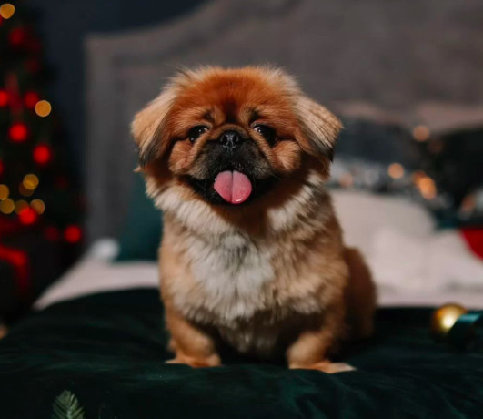 female-pekingese-puppy-for-sale-in-bronx-ny-big-1