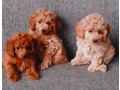 poodle-puppies-for-sale-in-philadelphia-pa-small-1