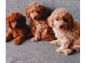 poodle-puppies-for-sale-in-philadelphia-pa-small-3