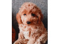 poodle-puppies-for-sale-in-philadelphia-pa-small-2