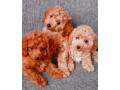 poodle-puppies-for-sale-in-philadelphia-pa-small-0