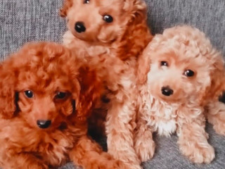 Poodle Puppies for Sale in Philadelphia, PA