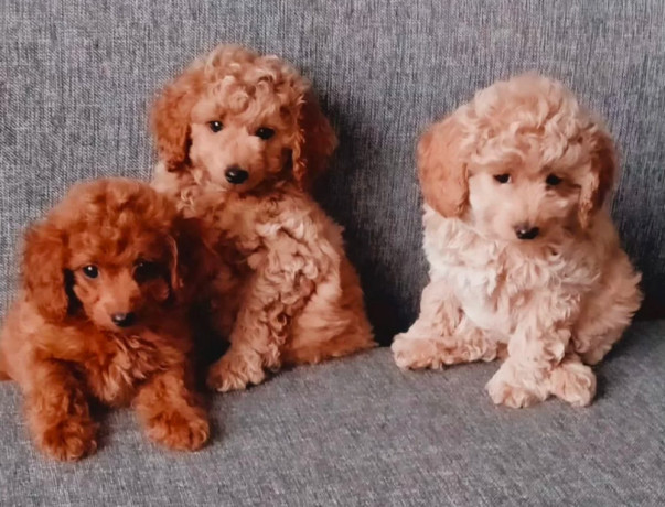 poodle-puppies-for-sale-in-philadelphia-pa-big-1