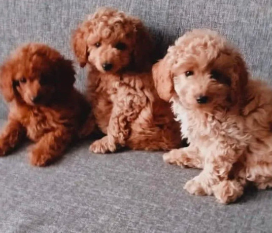 poodle-puppies-for-sale-in-philadelphia-pa-big-3