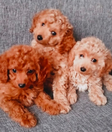 poodle-puppies-for-sale-in-philadelphia-pa-big-0