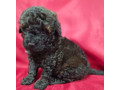 female-poodle-puppies-for-sale-in-ohio-small-1