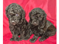 female-poodle-puppies-for-sale-in-ohio-small-0