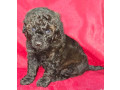 female-poodle-puppies-for-sale-in-ohio-small-2