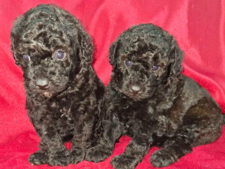 Female Poodle Puppies for Sale in Ohio