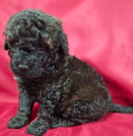 female-poodle-puppies-for-sale-in-ohio-big-1