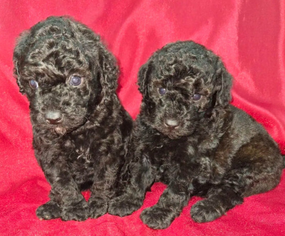 female-poodle-puppies-for-sale-in-ohio-big-0