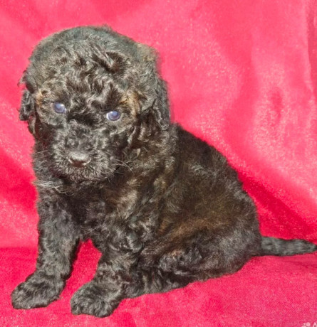 female-poodle-puppies-for-sale-in-ohio-big-2