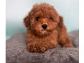 male-poodle-puppy-for-sale-14-weeks-old-small-6