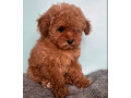 male-poodle-puppy-for-sale-14-weeks-old-small-7