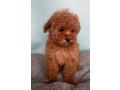 male-poodle-puppy-for-sale-14-weeks-old-small-0