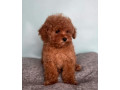 male-poodle-puppy-for-sale-14-weeks-old-small-1