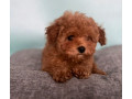 male-poodle-puppy-for-sale-14-weeks-old-small-3