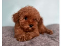 male-poodle-puppy-for-sale-14-weeks-old-small-2