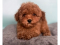 male-poodle-puppy-for-sale-14-weeks-old-small-4