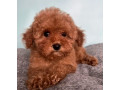 male-poodle-puppy-for-sale-14-weeks-old-small-5