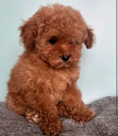 male-poodle-puppy-for-sale-14-weeks-old-big-7