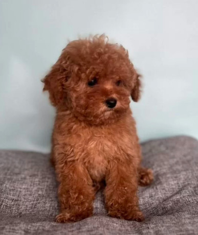 male-poodle-puppy-for-sale-14-weeks-old-big-1