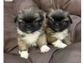 pekingese-puppy-for-sale-in-detroit-mi-small-1