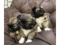 pekingese-puppy-for-sale-in-detroit-mi-small-3