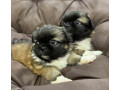 pekingese-puppy-for-sale-in-detroit-mi-small-4