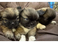 pekingese-puppy-for-sale-in-detroit-mi-small-0