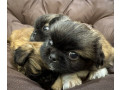 pekingese-puppy-for-sale-in-detroit-mi-small-2