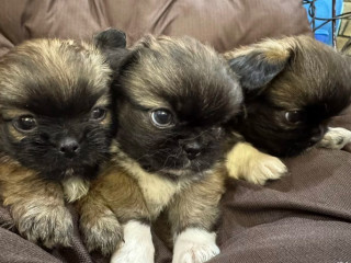 Pekingese Puppy for Sale in Detroit, MI