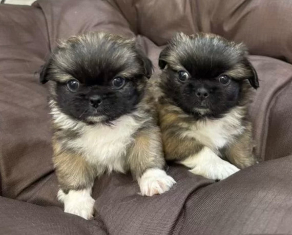 pekingese-puppy-for-sale-in-detroit-mi-big-1